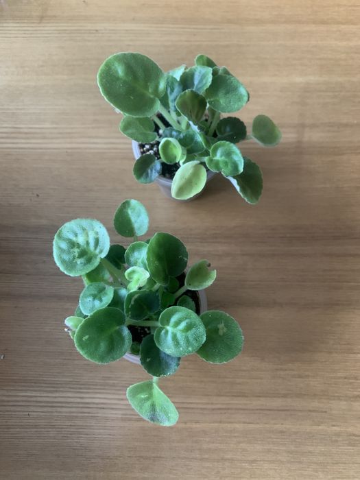 Фіалкі стандартні