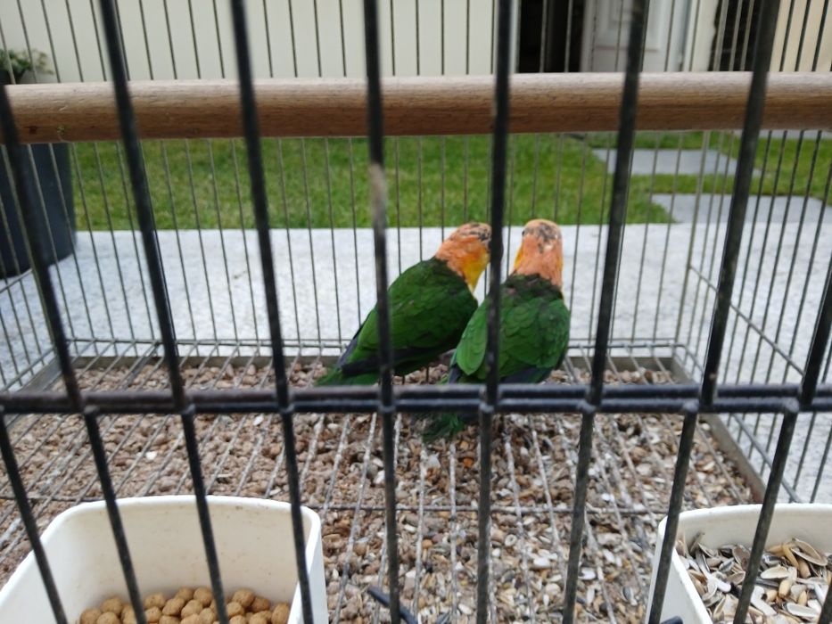 Duas fêmeas de  pionites leucogaster xantomeria