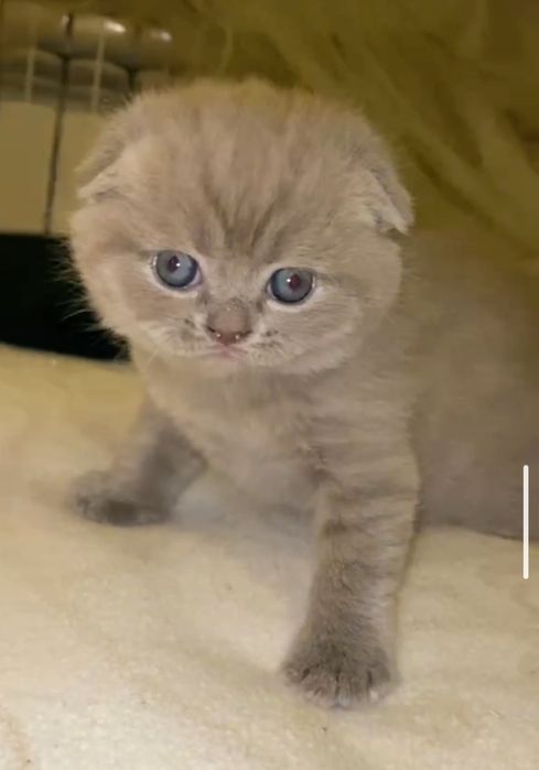 Шотландские котята в поисках любящей семьи