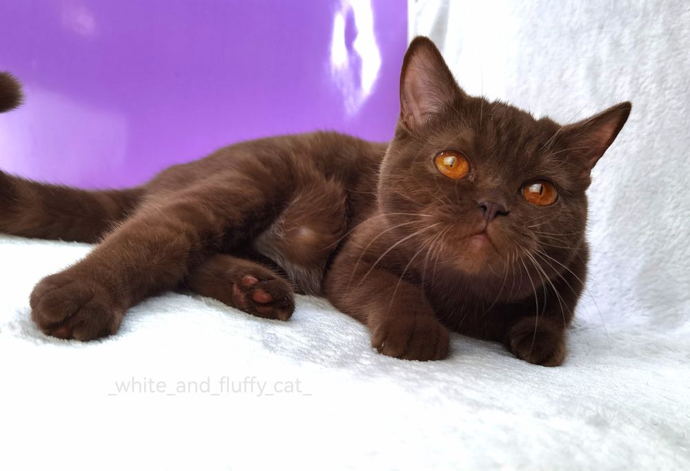 Шотландская шоколадная кошечка, носитель циннамона с родословной