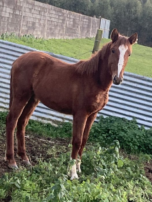 Vendo poldra cruzada de lusitano