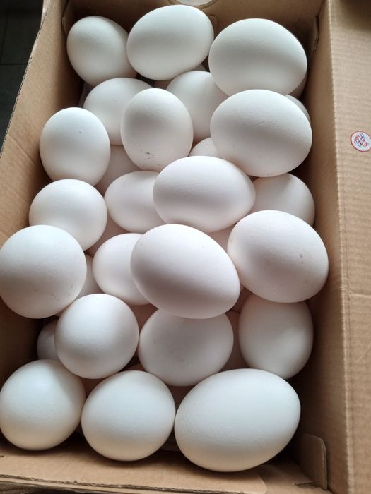 Jajka od kur z wolnego wybiegu