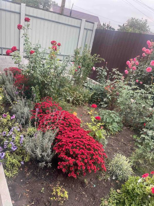 Хризантеми мультифлора