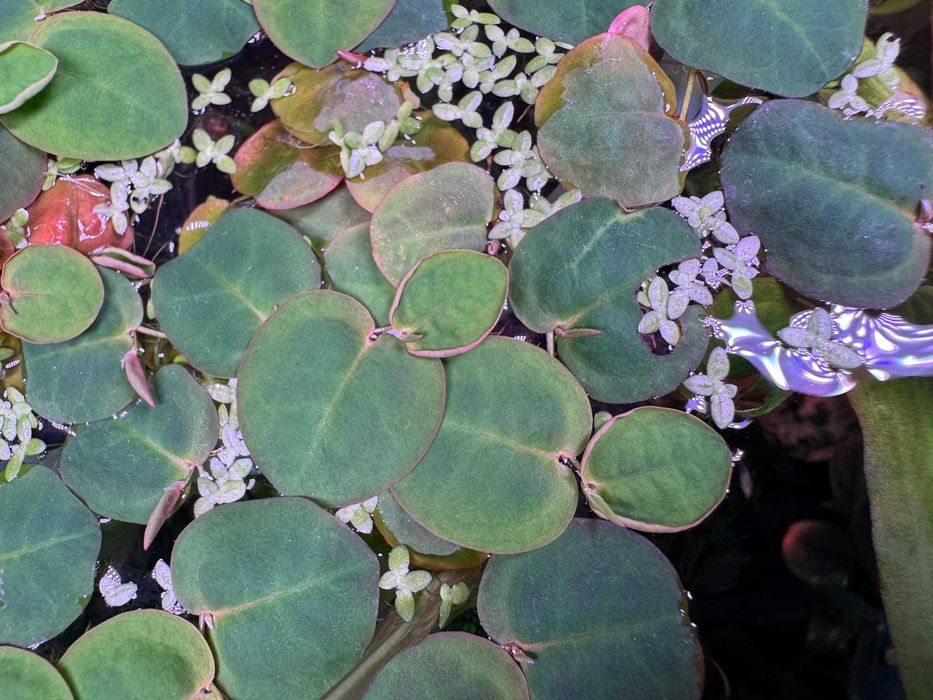 Plantas Flutuantes Red Root Floater – Porção Fresca a 5,00€