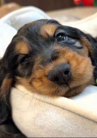 Cocker spaniel angielski