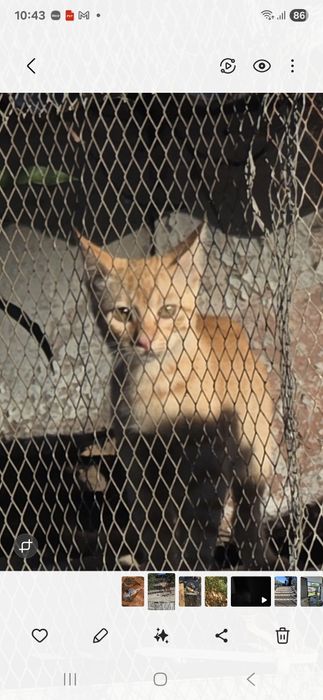 Gatinhos  para adoção