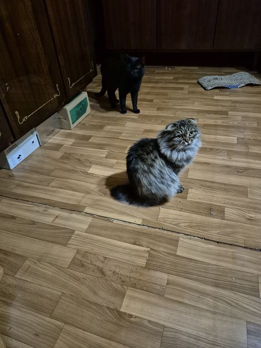 Котёнок девочка объявление зарание