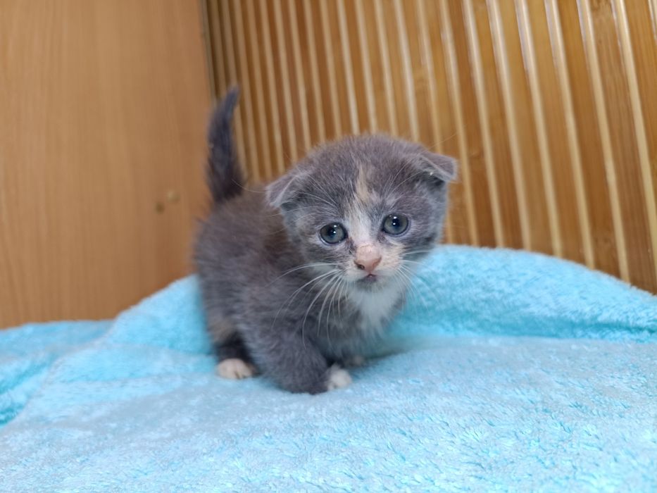 Шотландские вислоухие котята золотая шиншилла