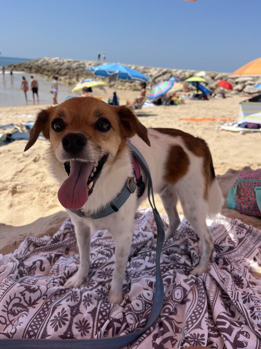 Pet Sitting - Almada e Lisboa
