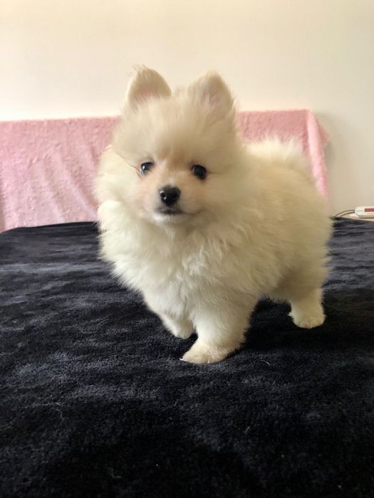 Macho Spitz Alemão Anão