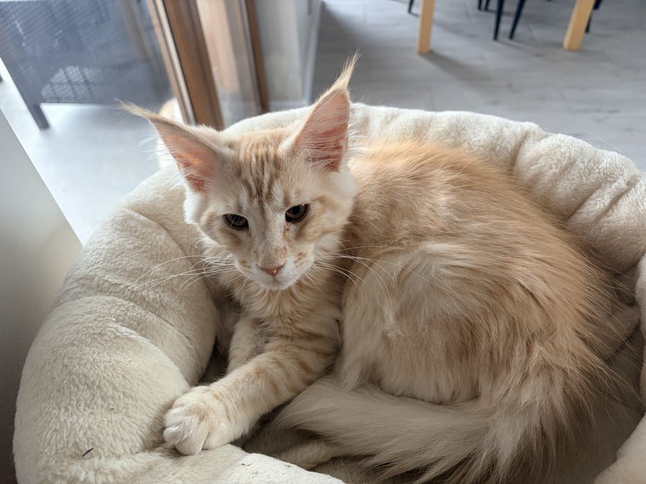 Maine coon - kocurek Yoda