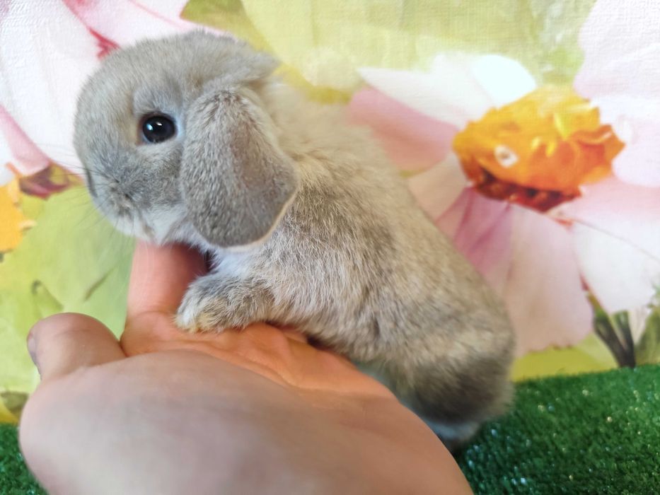 HODOWLA PIĘKNE Mini Lop Karzełek Rex królik miniaturka baranki teddy