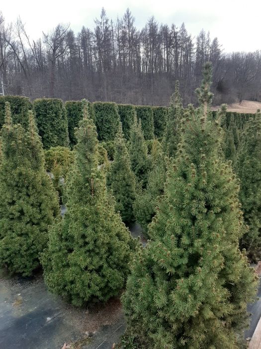 Świerk biały 'Conica' konika  (Picea glauca) od 20 do 110 cm kopany z gruntu