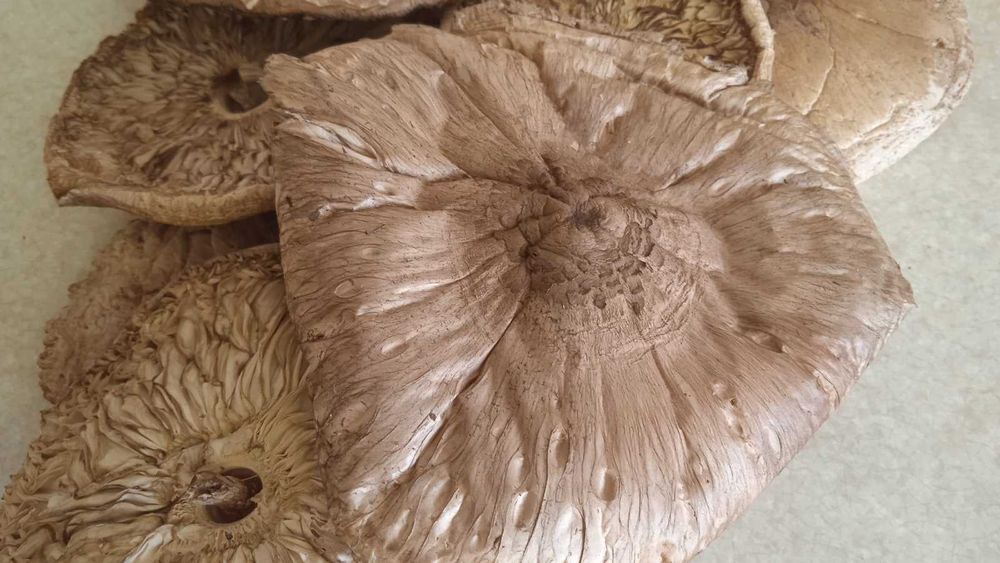 Зонтики сушені смачні