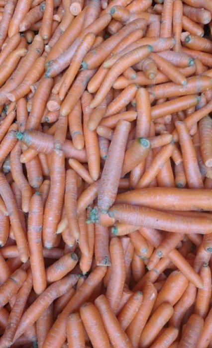 Świeża Marchew dla zwierząt. Transport Gratis!