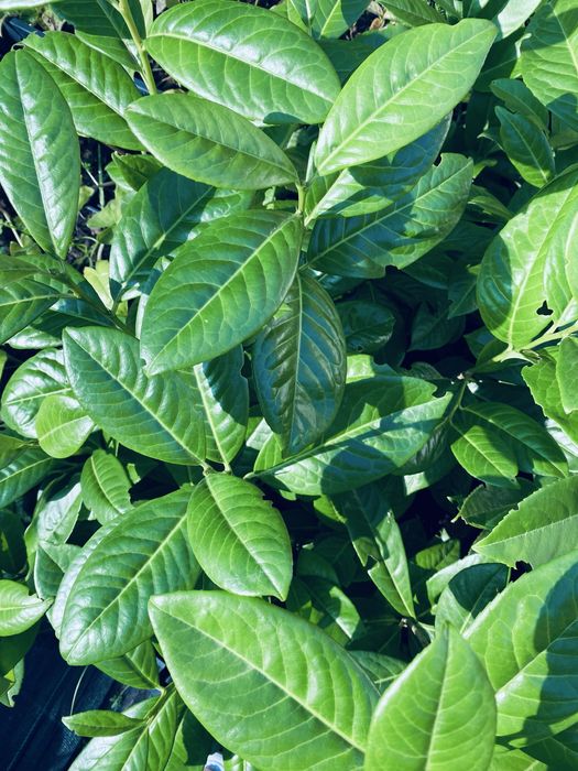 Lauros para sebes e vedacoes vaso 1L