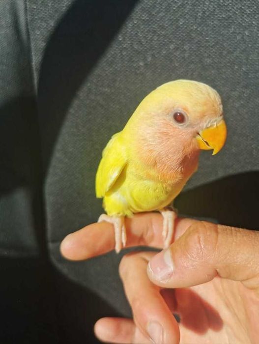 Papagaio Ring neck domésticado , selvagem