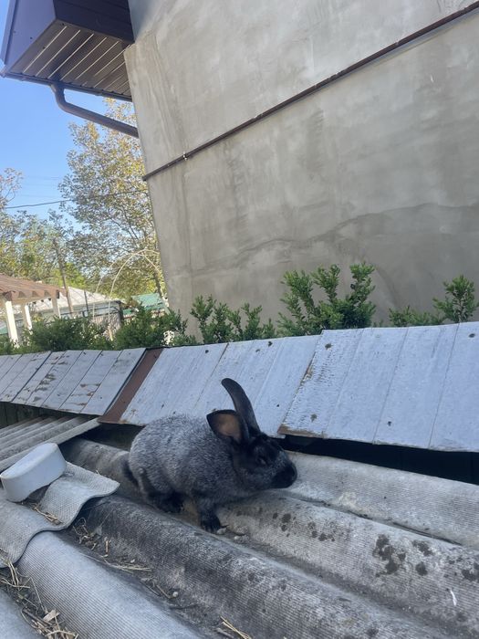 Полтавське срібло. Кріль. Самець.