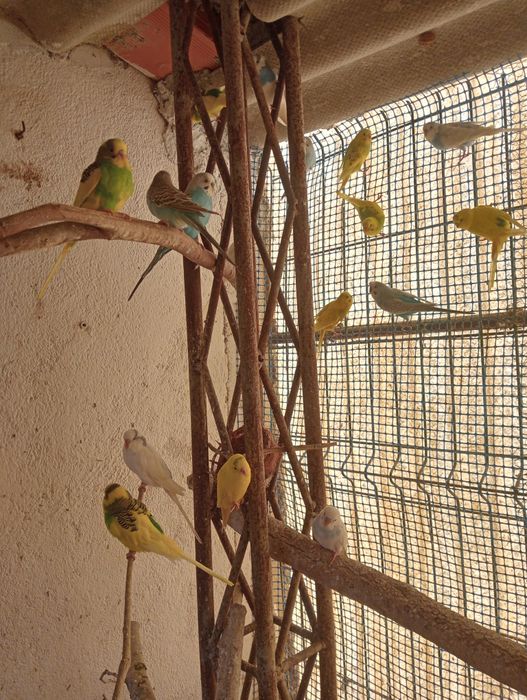 Piriquitos várias cores