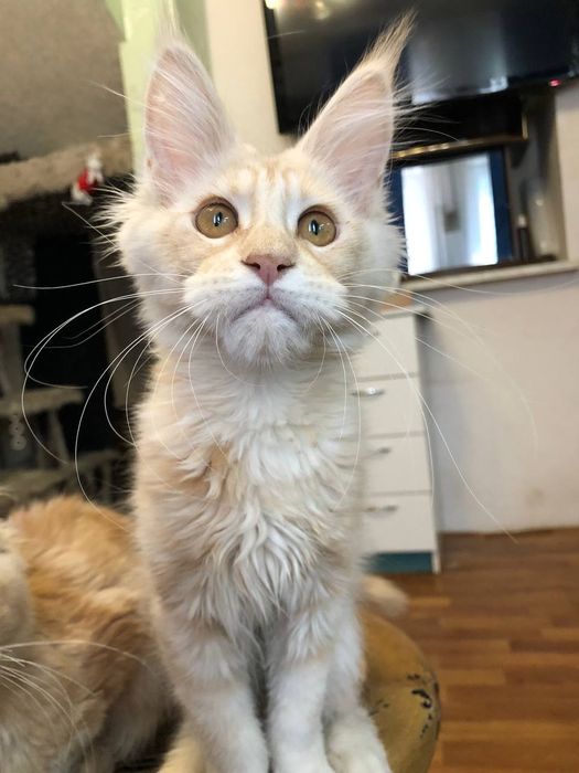 Мейн кун  рудий хлопчик і дівчинка.