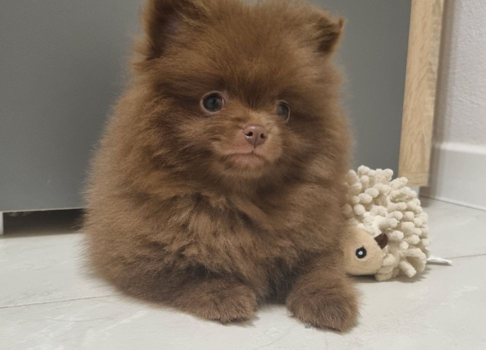 Szpic miniaturowy czekoladowy