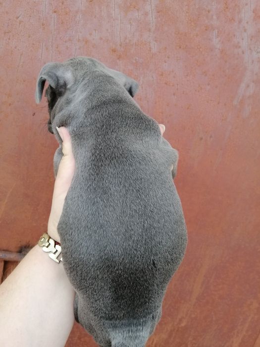 Чистокровні Французики Хлопчики та дівчатка є доставка