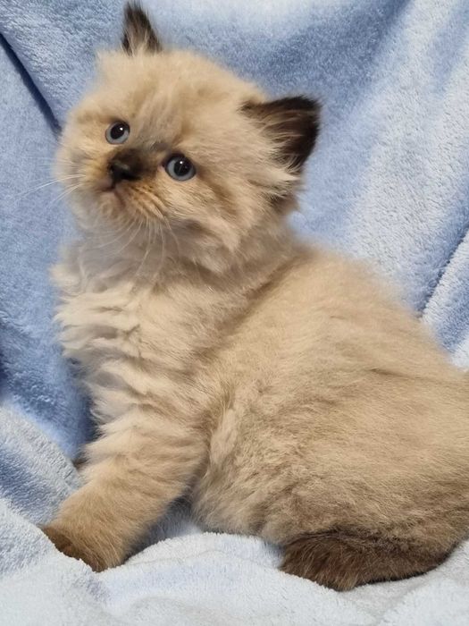 Невські маскарадні кошенята.Малюки народились 24.12.2026.Бронь