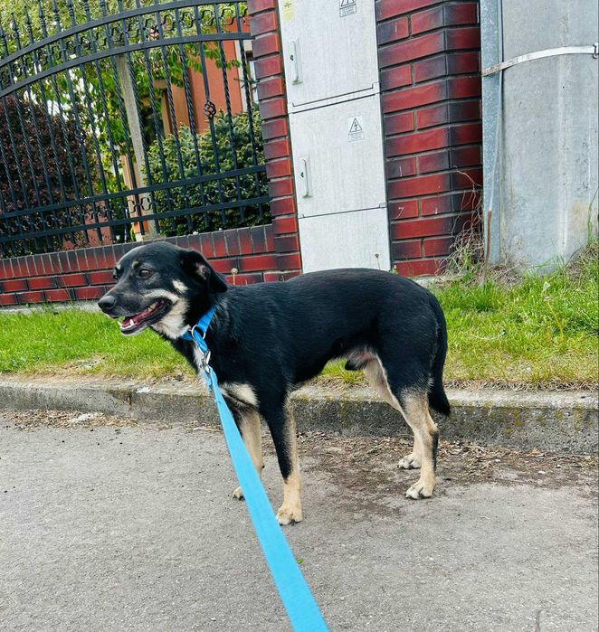 Wyjątkowy Jager w wieku 3 lat szuka domu