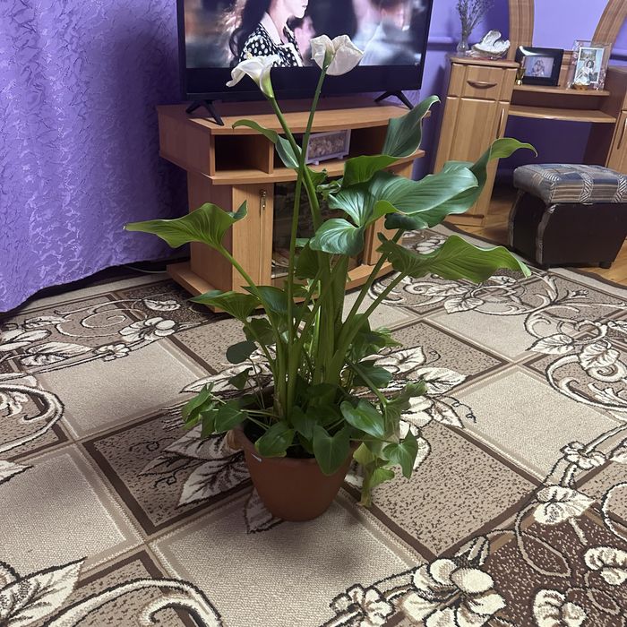 Вазон кімнатний калла