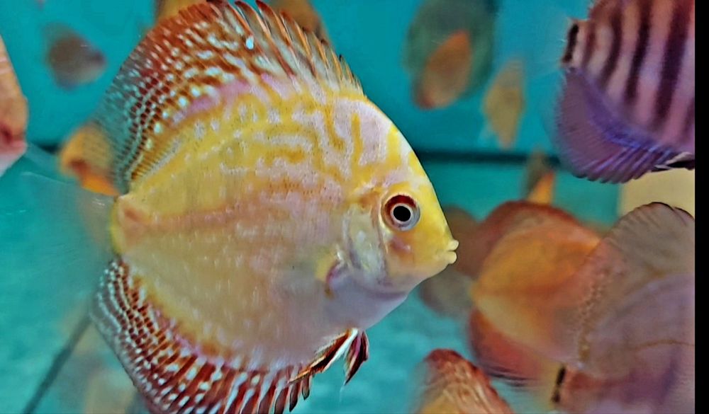 Дискус Discus  Дискуси