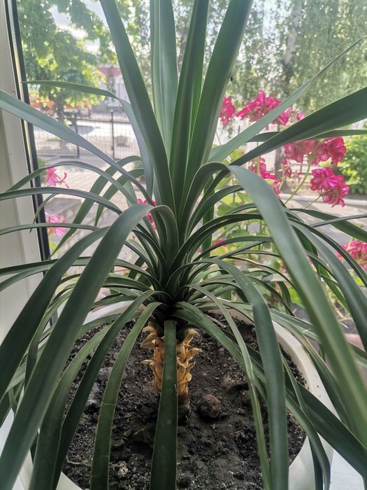 Пальма в горшке.