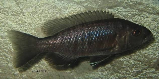 Ciclidio africano - Sciaenochromis fryeri