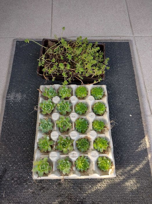 rojniki do aranżacji ogrodu skalnego