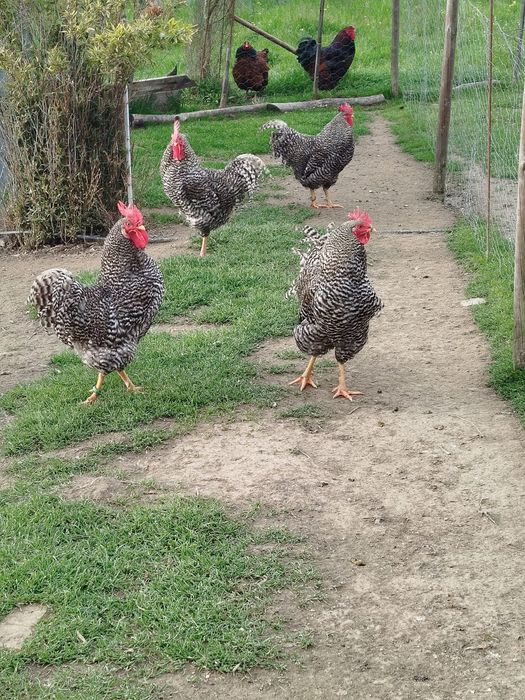 Galos adultos Pedrês portuguesa