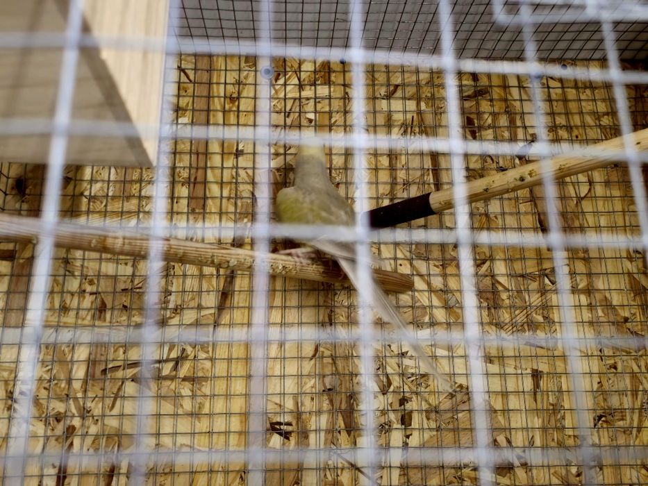 Ringneck para cedencia