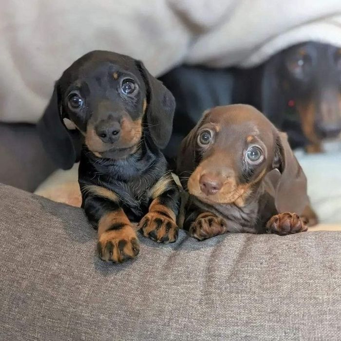 Шоколадний малюк – майже 2 місяці!