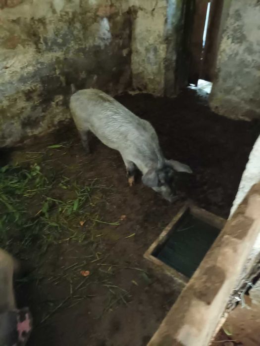 Vendo porco  bisaro muinta boa raca pura