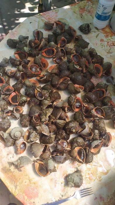 Рапаны: крупный , отборный,свеже-чищенные(замороженные)