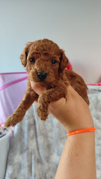 Pudel toy miniatura Red