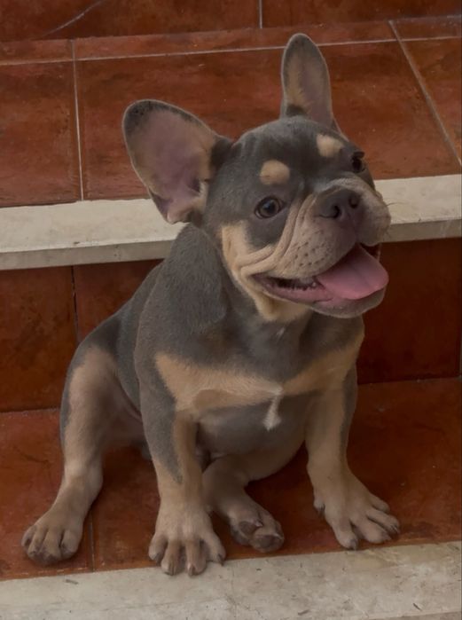 Bulldog frances macho