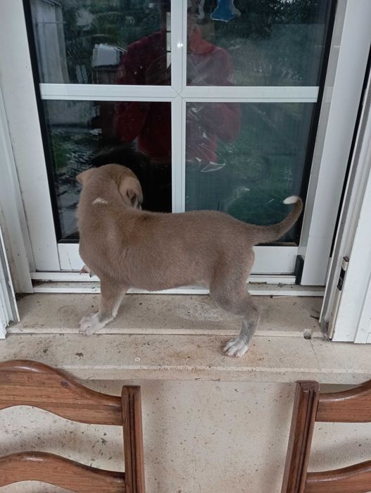 Cães filhotes para adoção