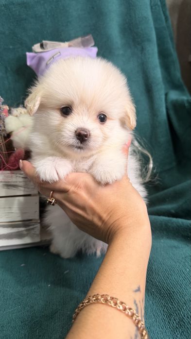 Дизайнерские щенки Pomapoo в продаже