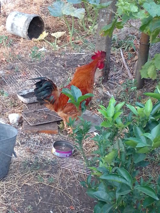 Vendo galo pra mudar de Capoeira