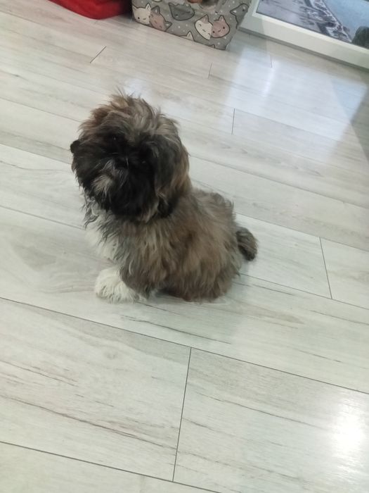 Shih - Tzu z Rodowodem