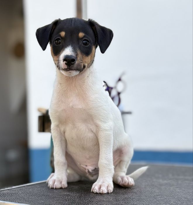 Ratonero Bodeguero Andaluz c/Pedigree