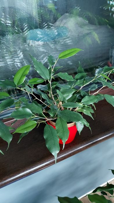 Продам комнатные цветы., фикус,драцена, фиалки