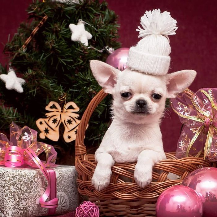 Чихуахуа. Доставка.