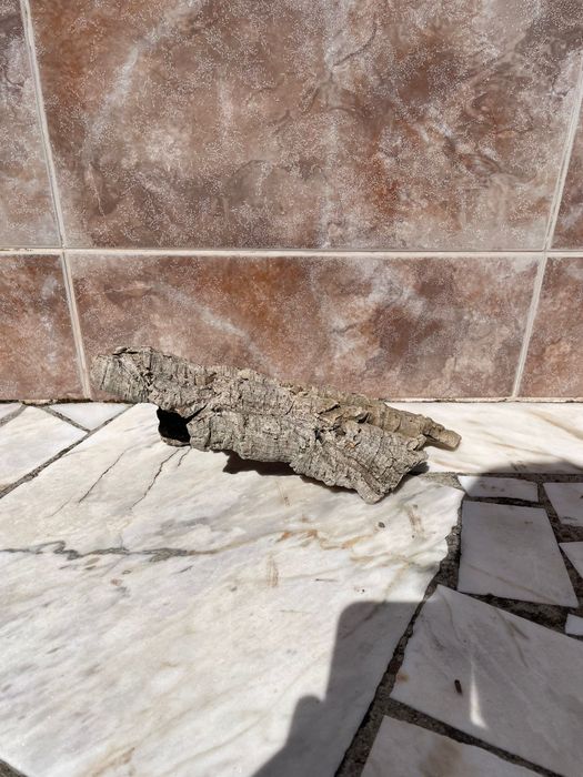 Cortiça para Terrário/Aquário - Mais informações dm