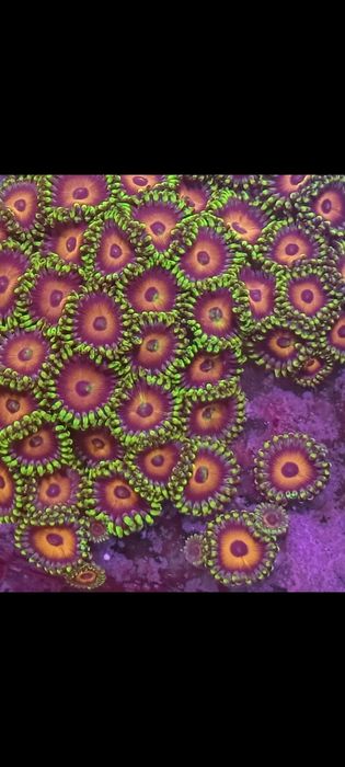 Zoa watermelon korale