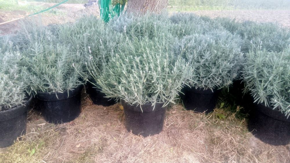 Продам лаванду у горшку